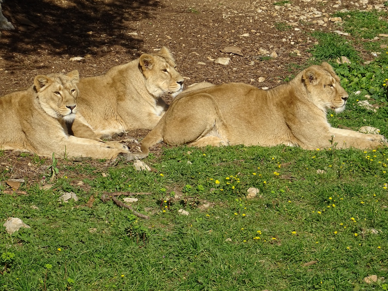 lionesses savannah africa free photo