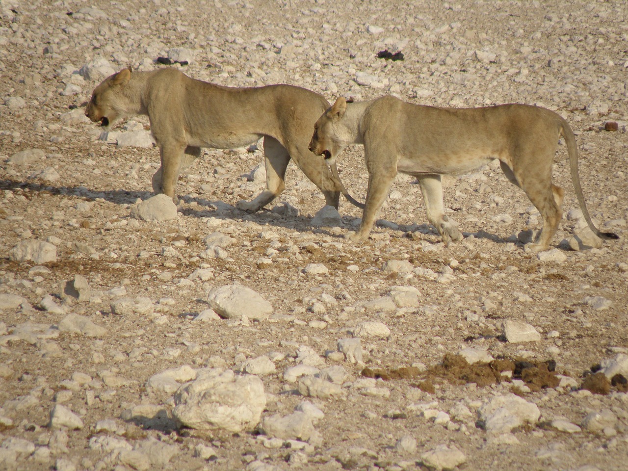 lionesses namibia park free photo