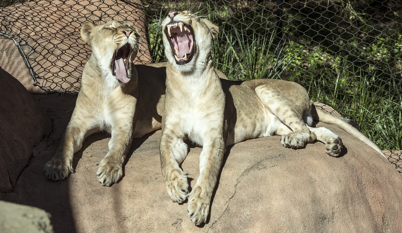 lionesses yawns resting free photo