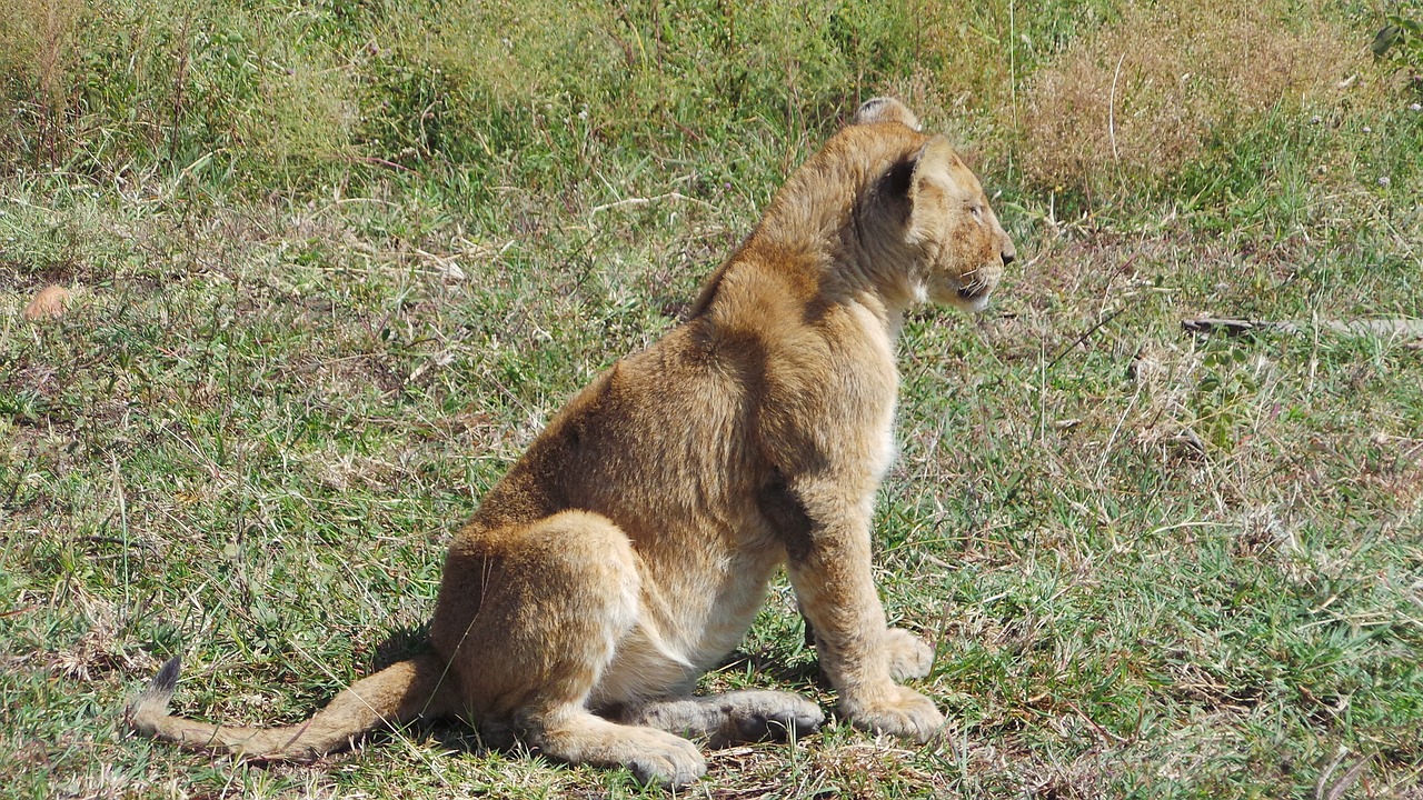 lionet africa savannah free photo