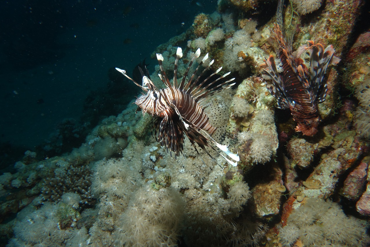 lionfish red sea diving free photo