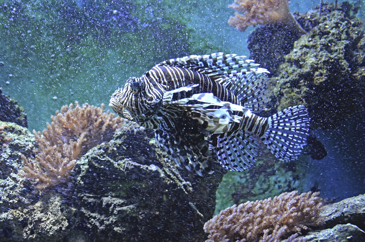 lionfish aquarium toxic free photo