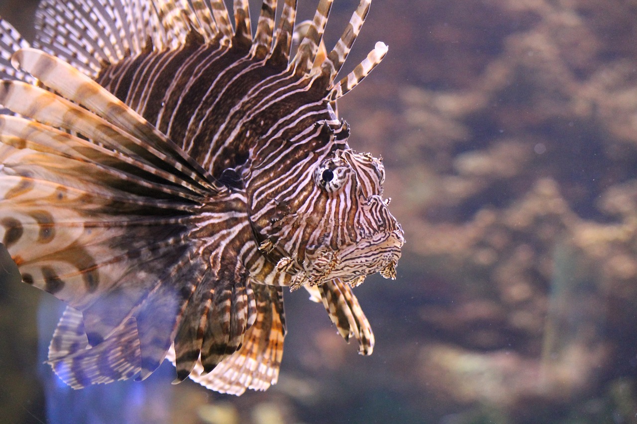 lionfish aquarium fish free photo