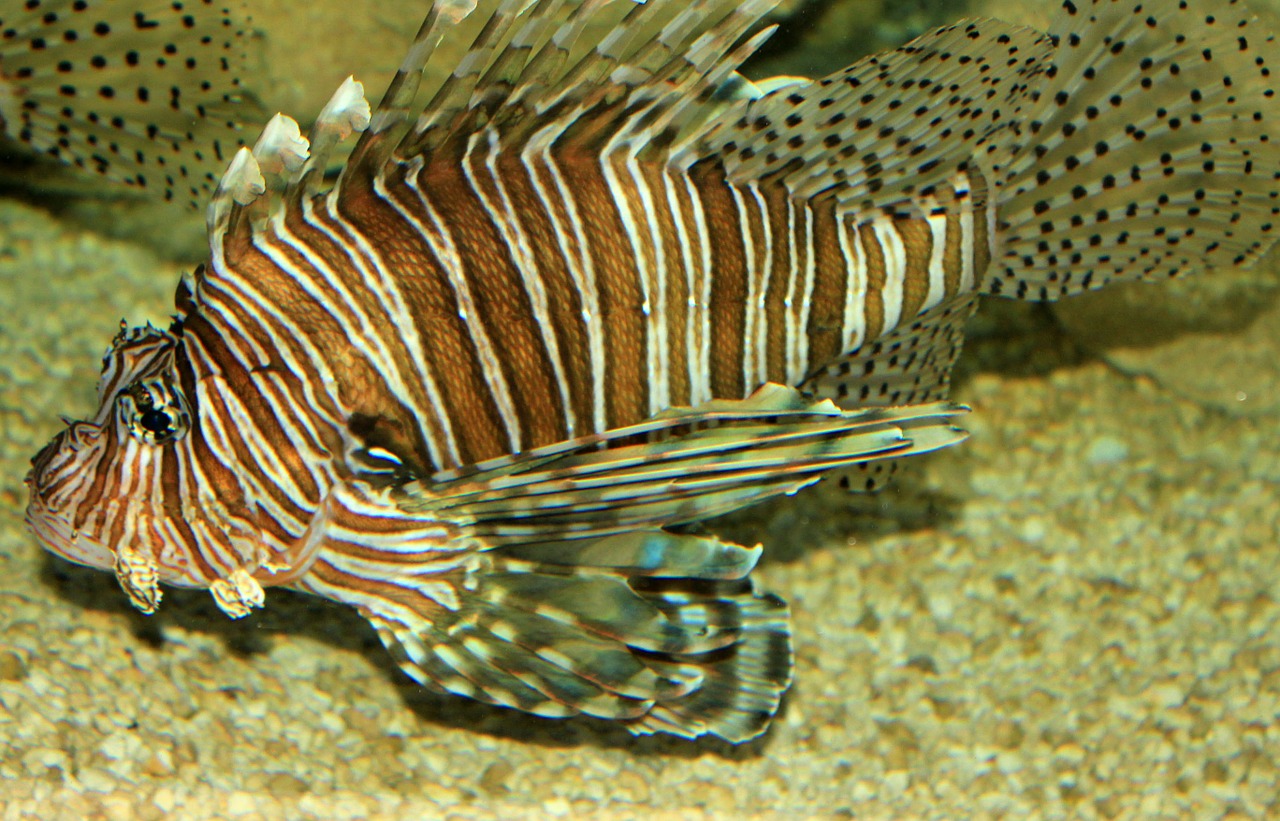lionfish fish poisonous free photo