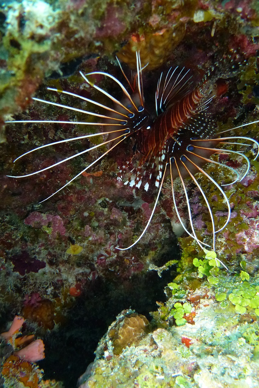 lionfish pacific rotfeuerfisch beautiful free photo