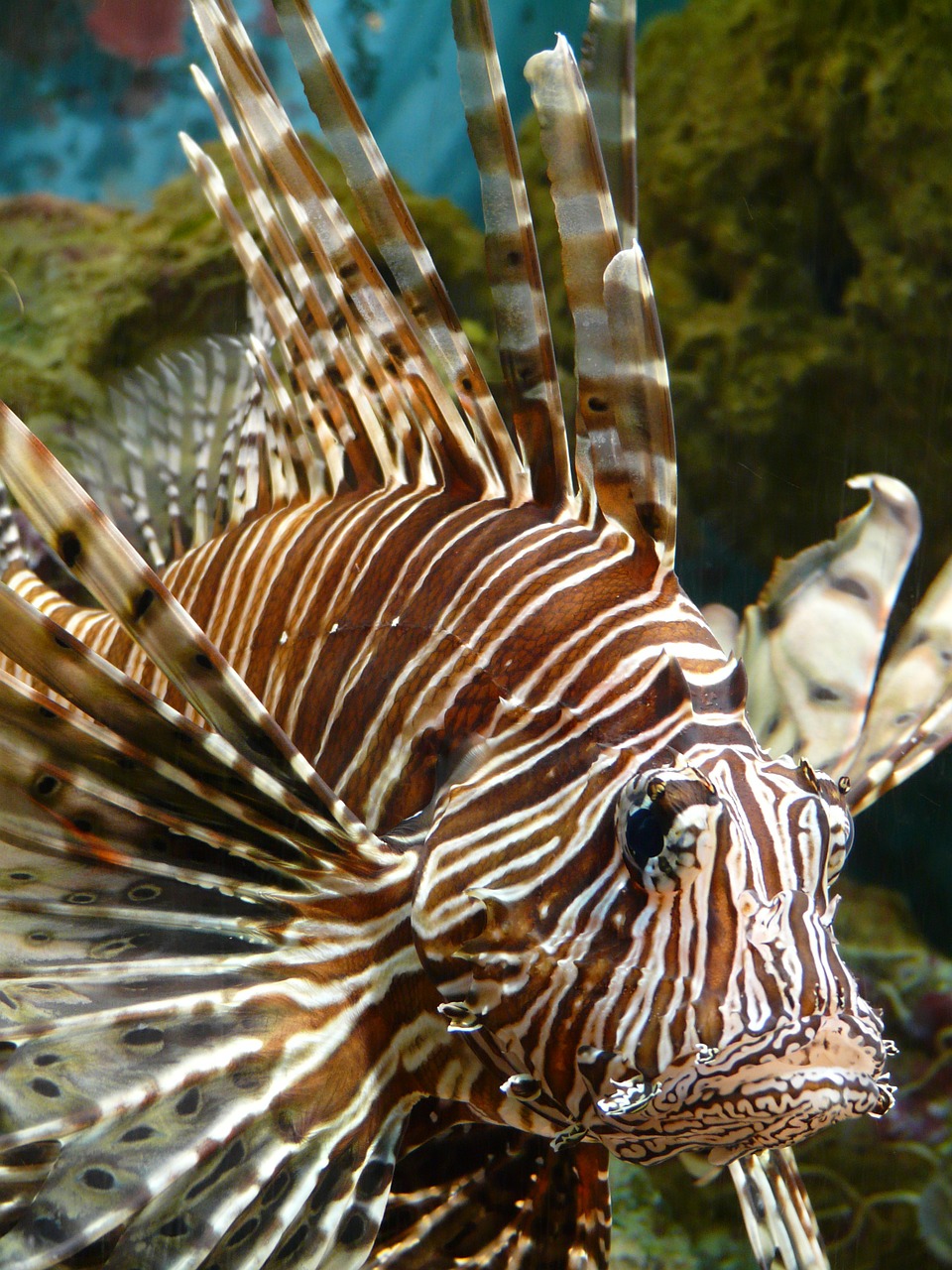lionfish fish pacific rotfeuerfisch free photo