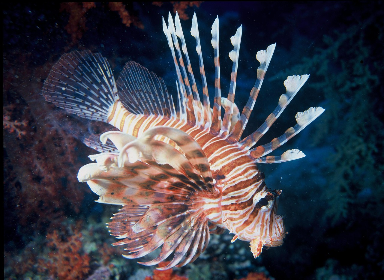 lionfish tropical venomous free photo