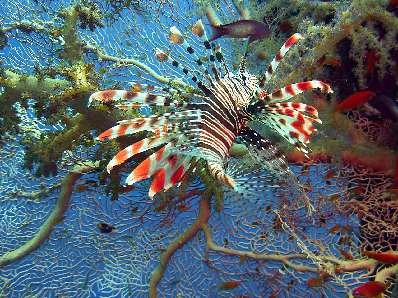 lionfish lion fish red fire fish free photo