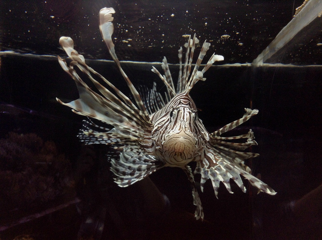lionfish fish aquarium free photo