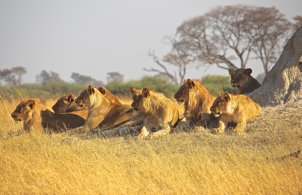 amimals lions africa free photo