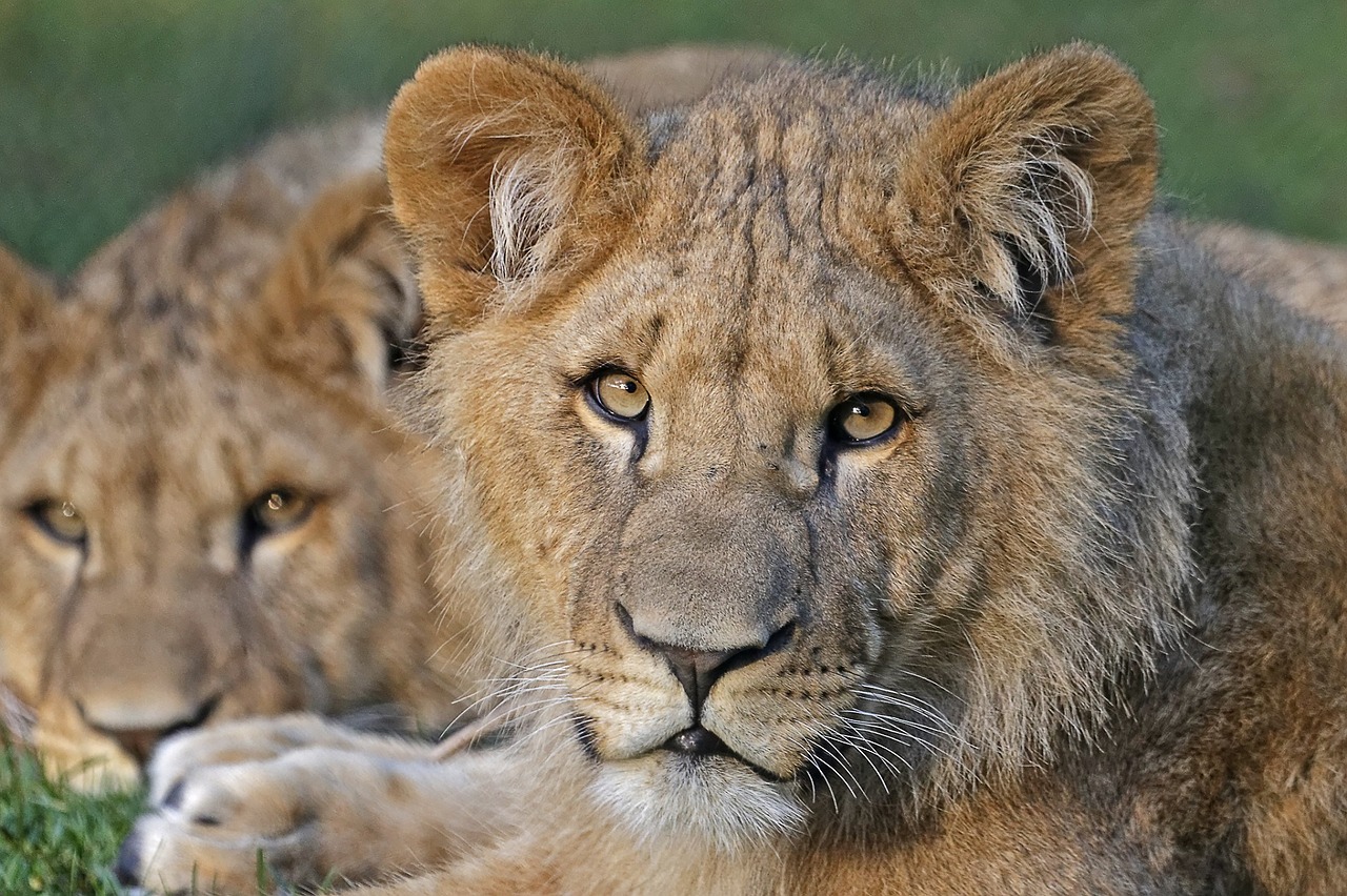 lions portrait cats free photo