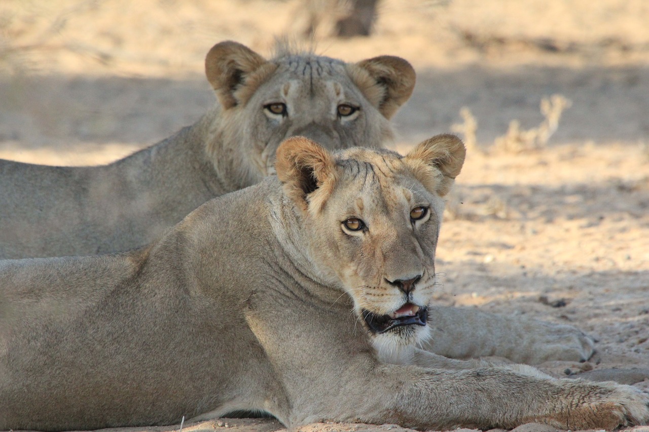 lions africa wild free photo
