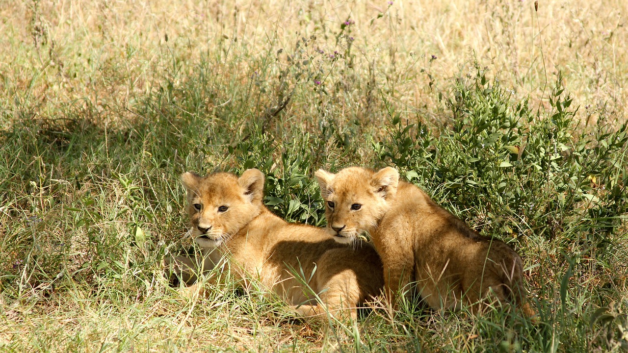 lions cubs jungle free photo