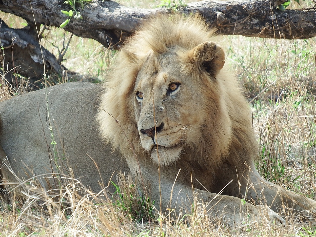 lion safari wildlife free photo