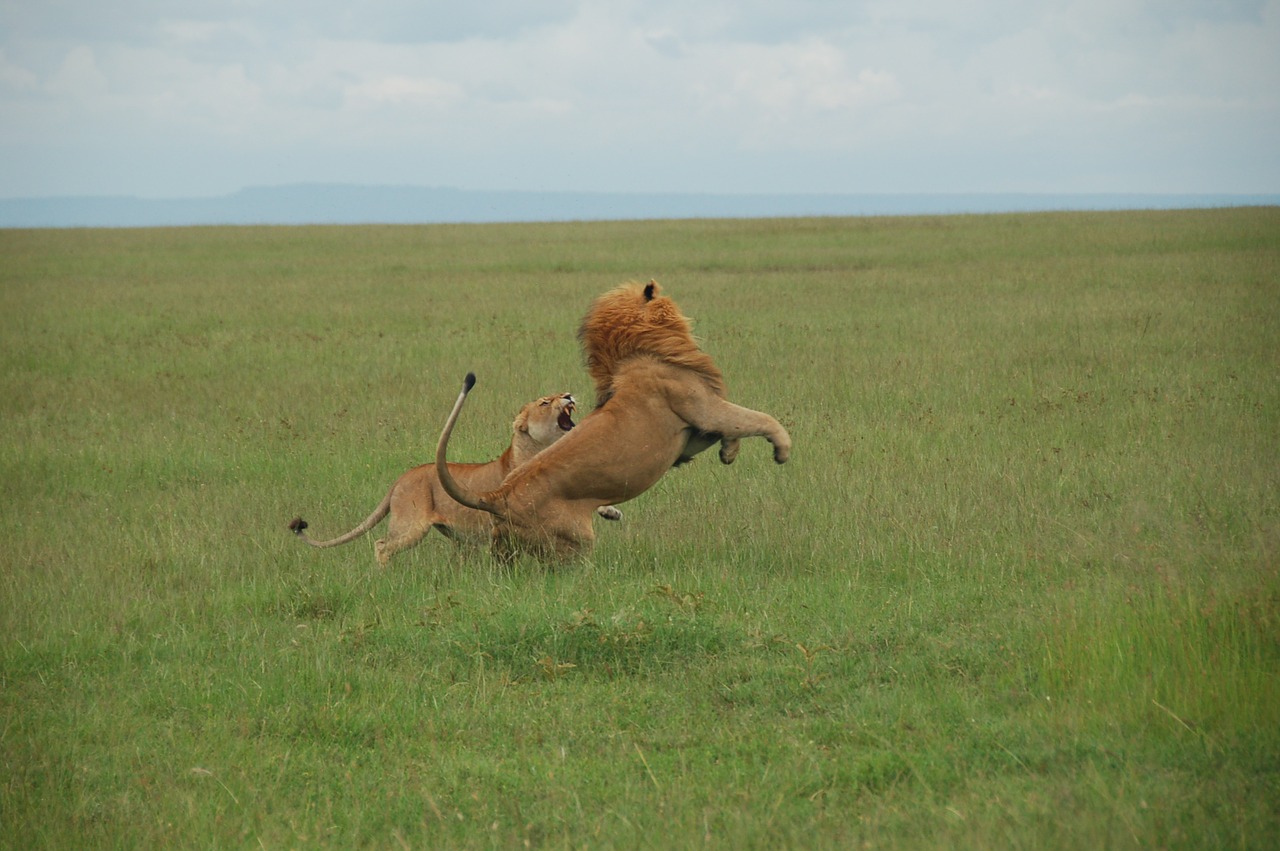 fight lions kenya free photo