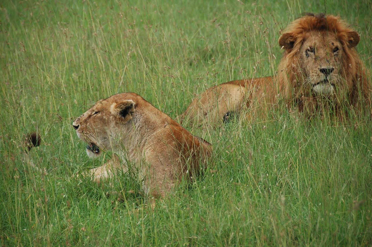 lions kenya rest free photo