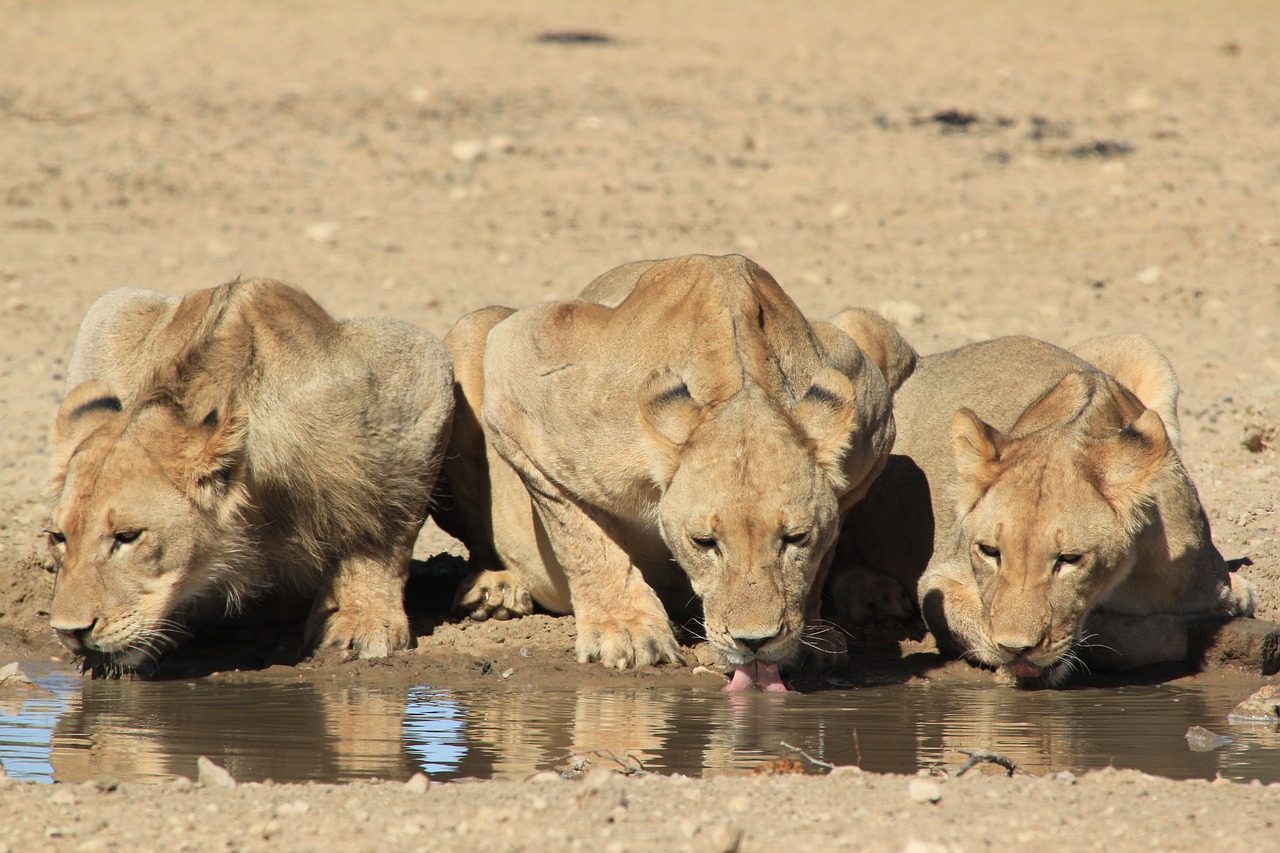 lions drinking safari free photo