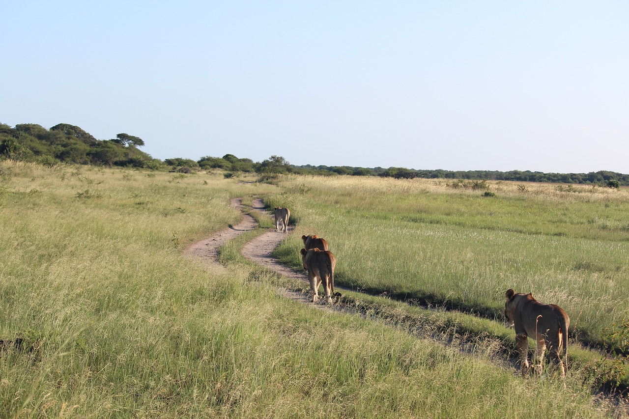 lioness south africa wildlife free photo