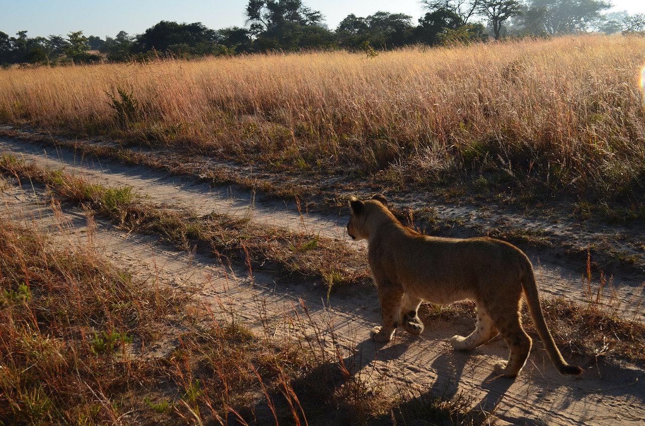 lions animals africa free photo