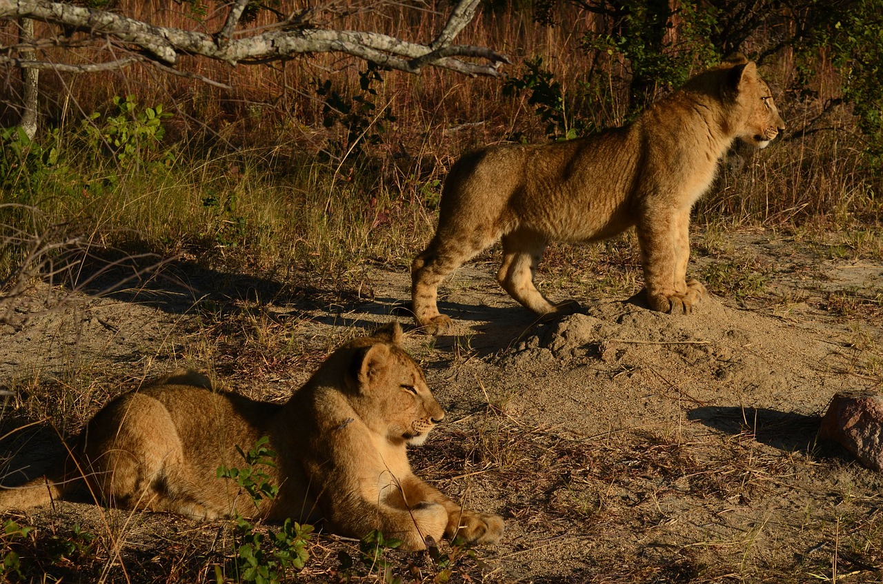 lions animals africa free photo