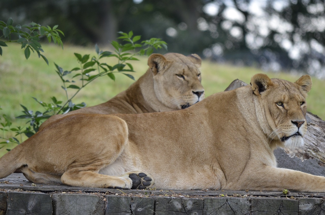 lions safari wildlife free photo