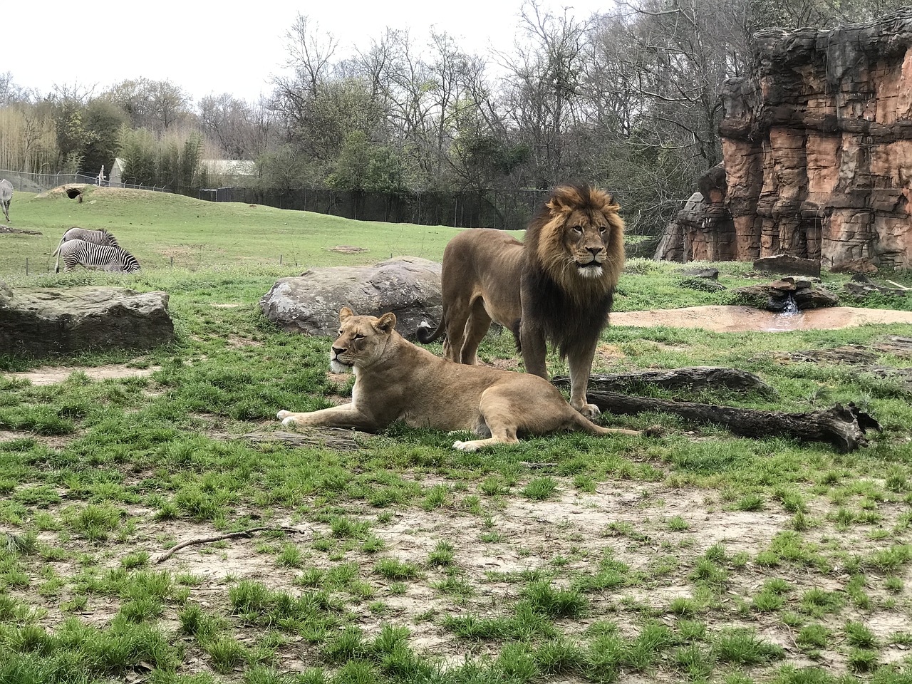 lions zoo wild free photo