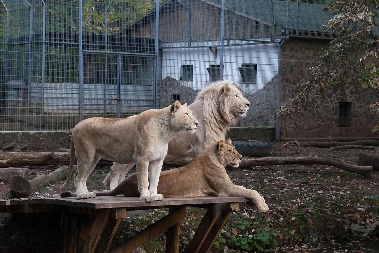 lions zoo nyíregyháza free photo