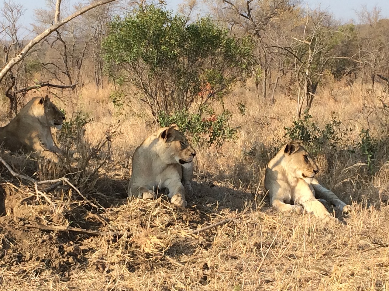 lions africa nature free photo