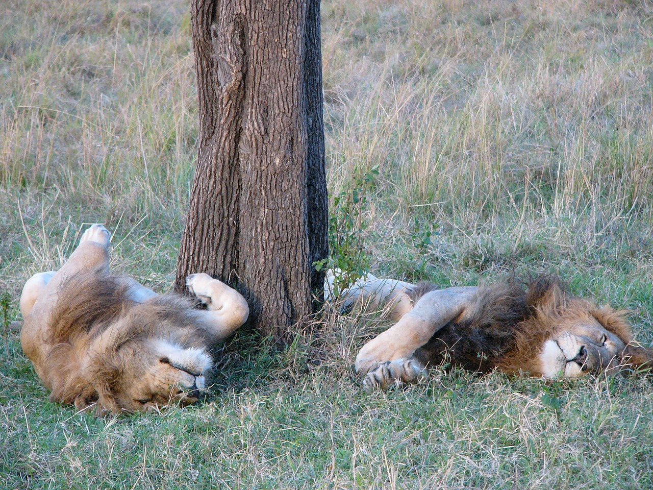 lions male africa free photo