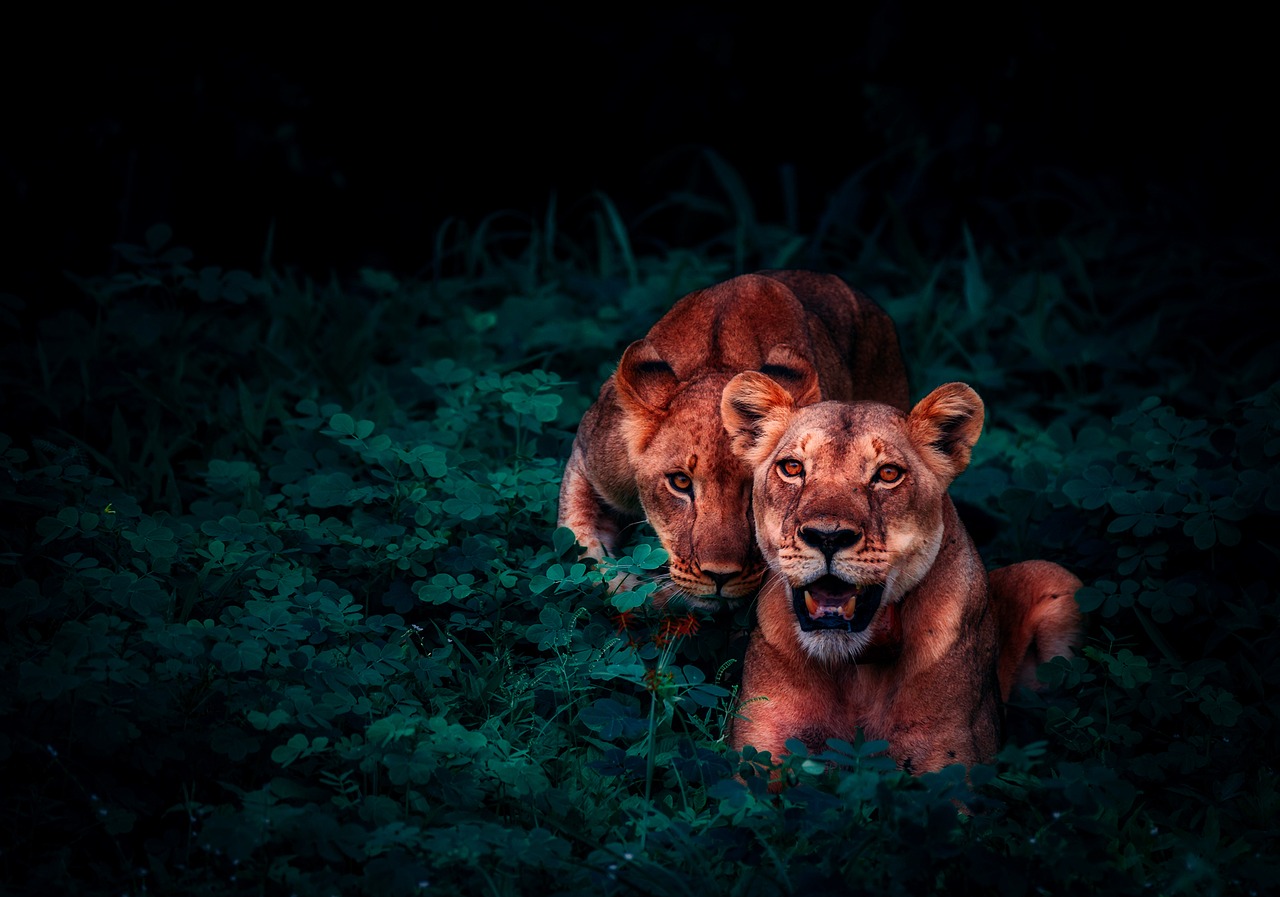 lions cubs pair free photo