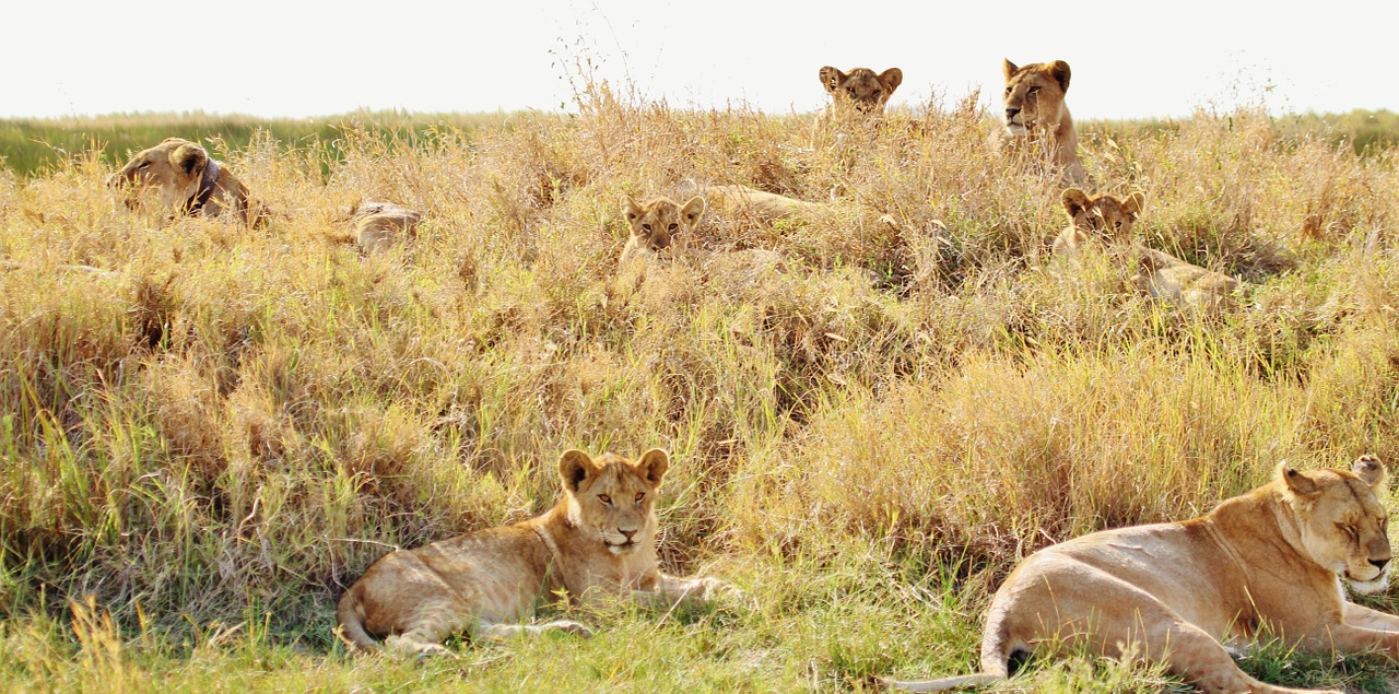 lions pride animal free photo