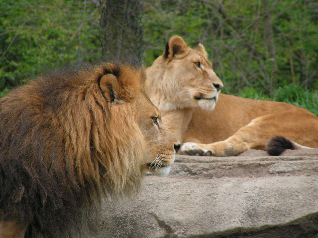 lions pittsburgh zoo free photo