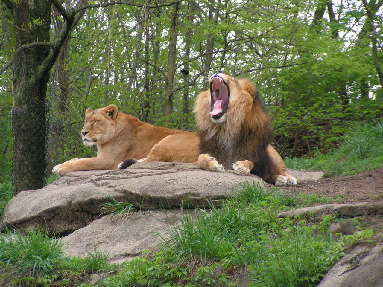 lions pittsburgh zoo free photo