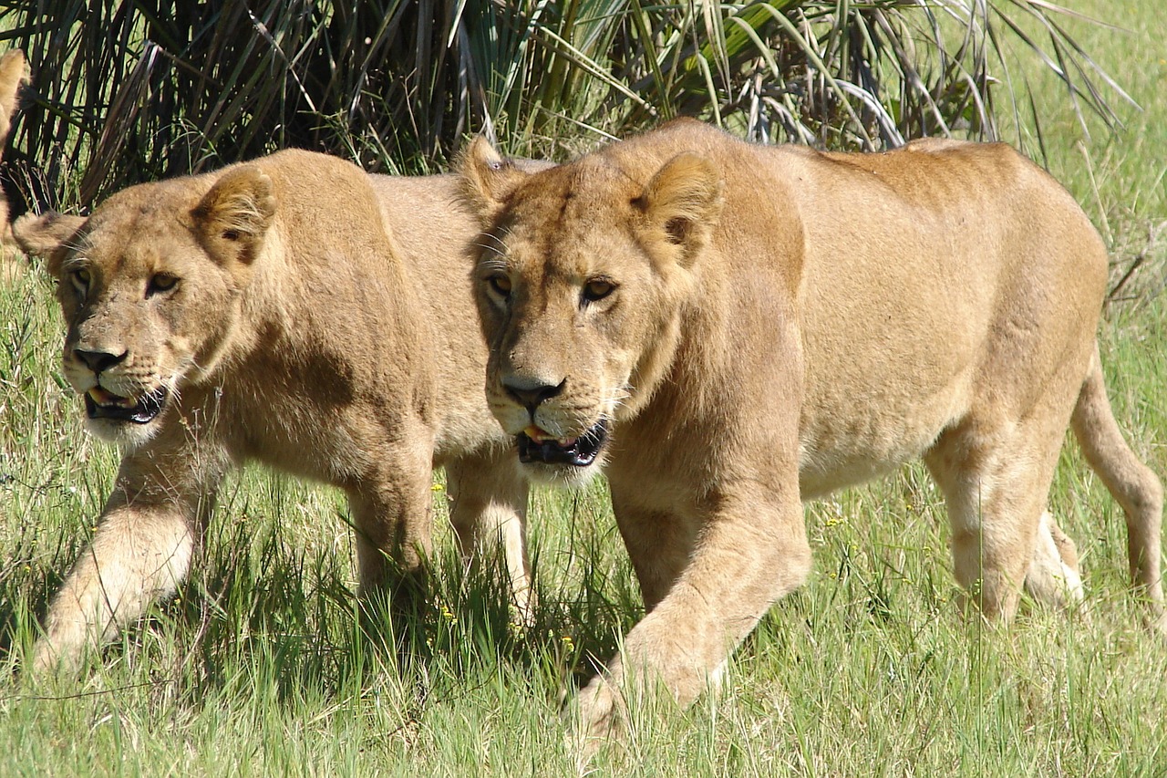 lions wild animal free photo