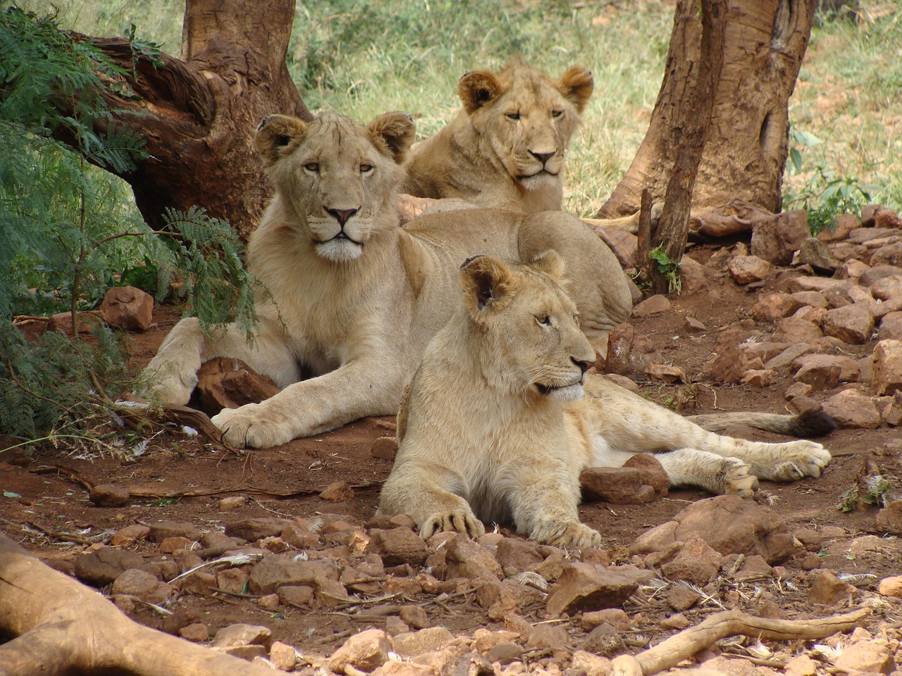 lions females predator free photo