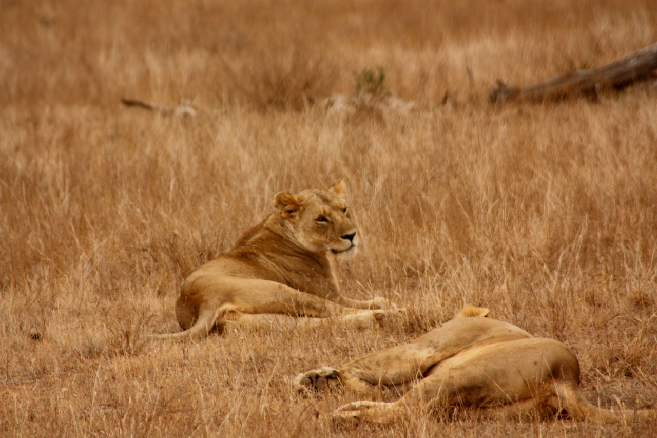 lion animal family free photo