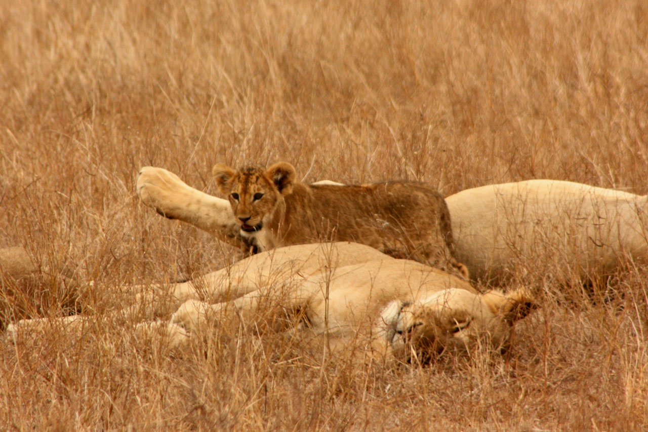 lion animal family free photo