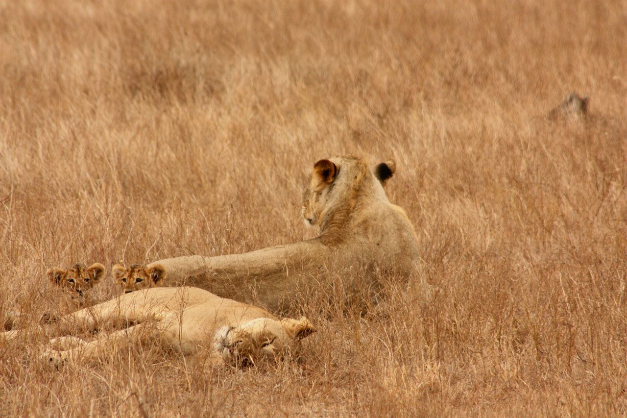 lion animal family free photo