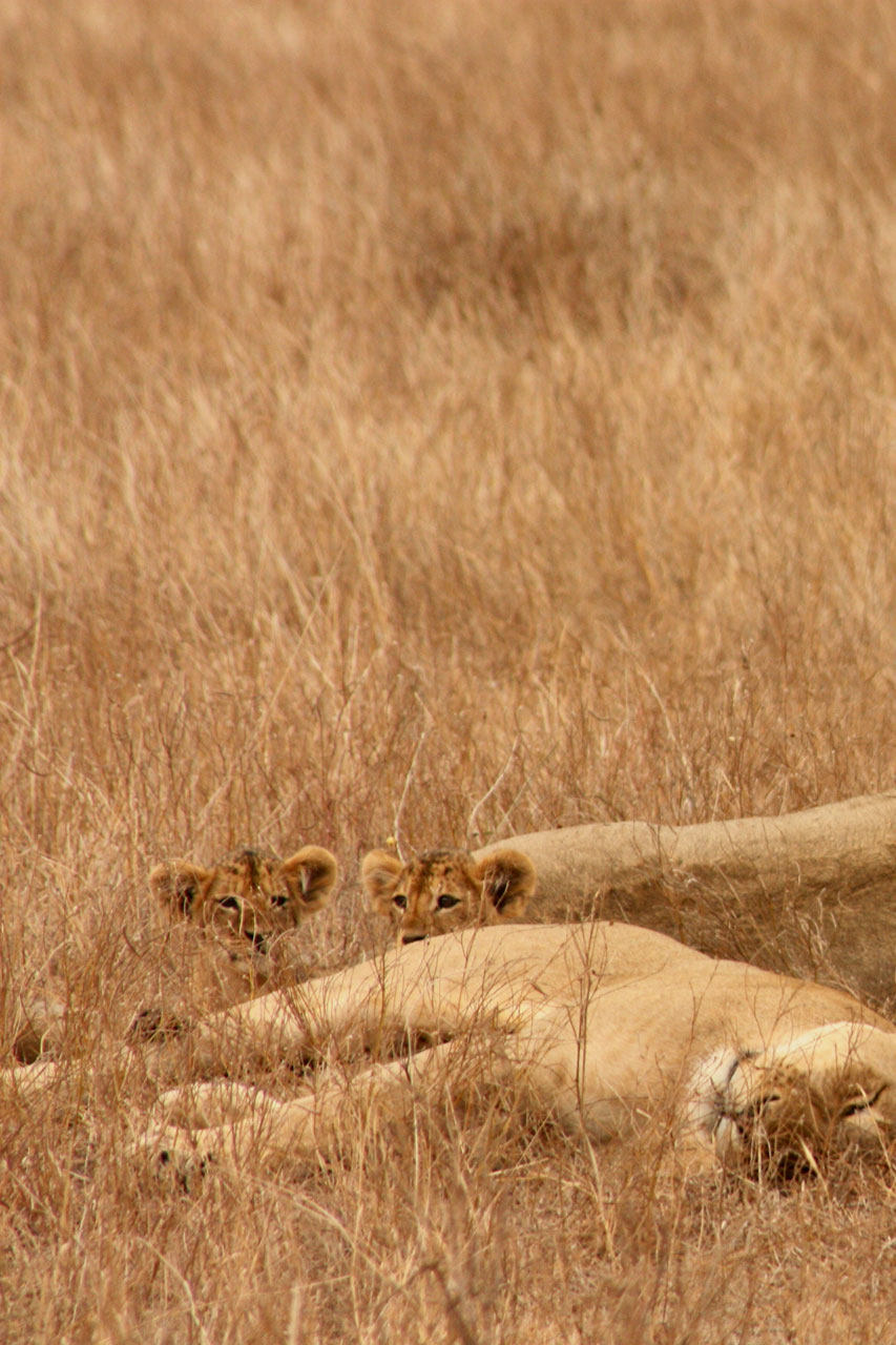 lion animal family free photo