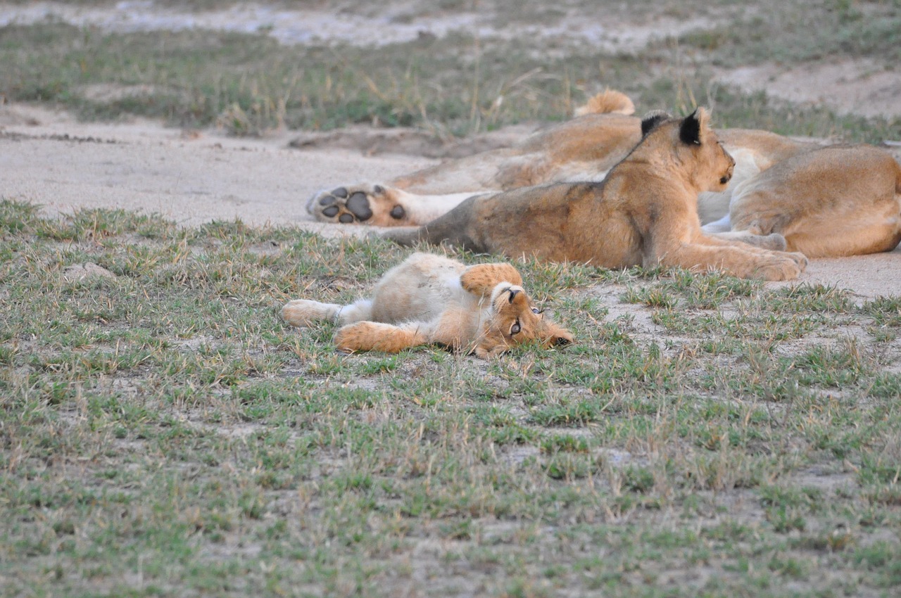lions  south africa  safari free photo