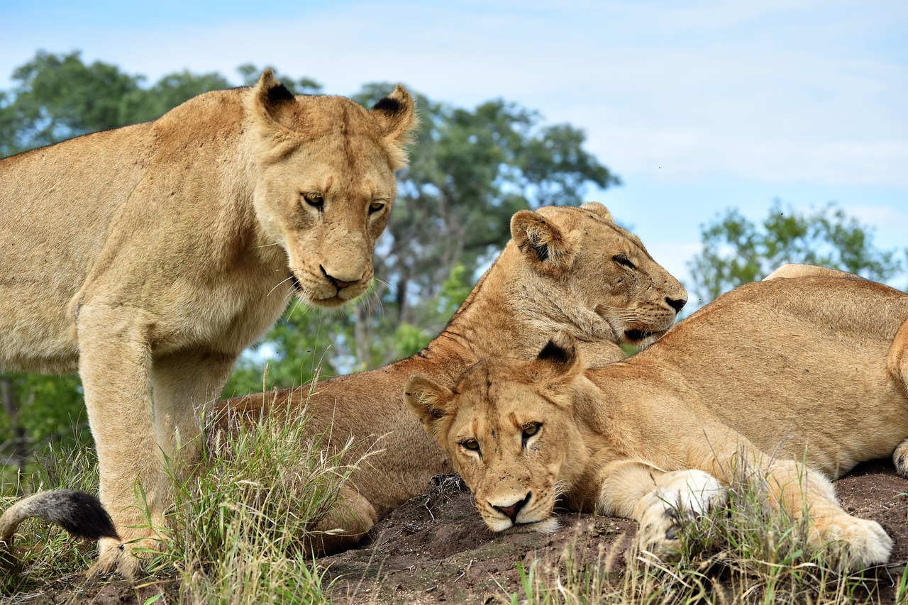 lions  carnivore  predator free photo