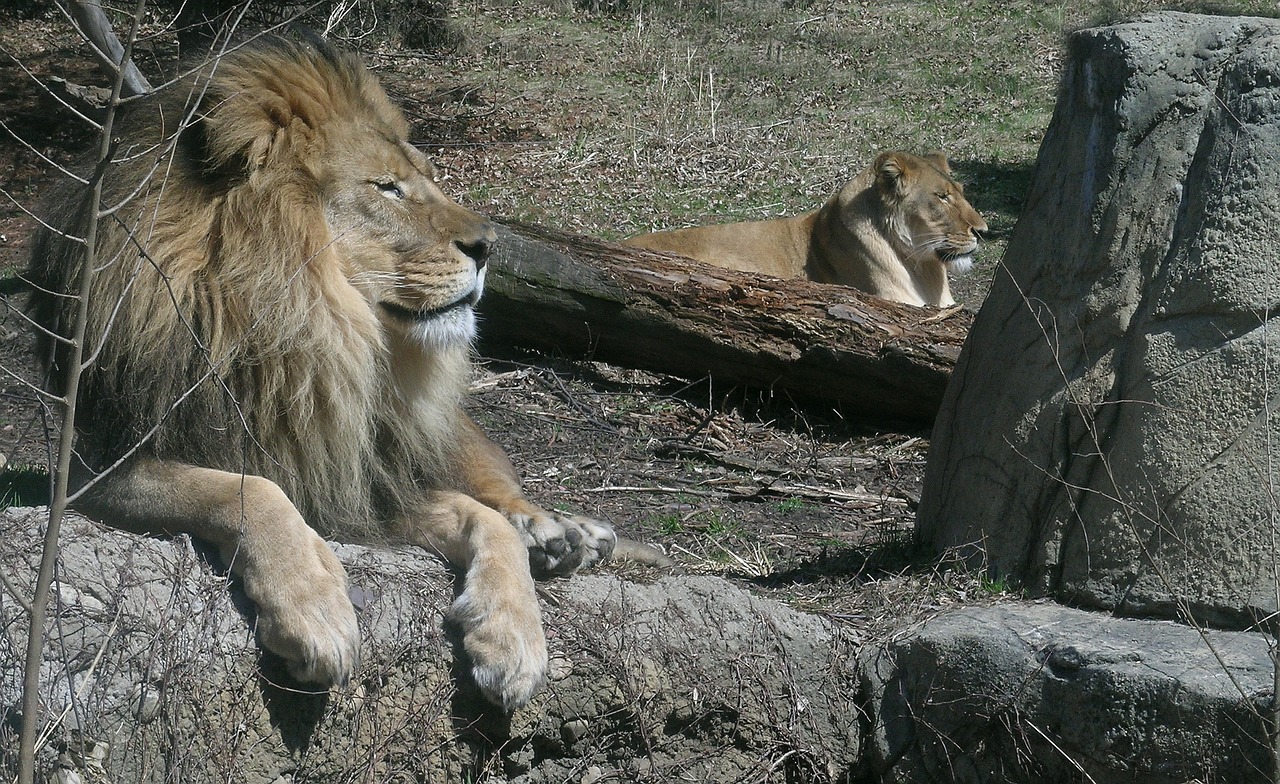 lions pride wildlife free photo