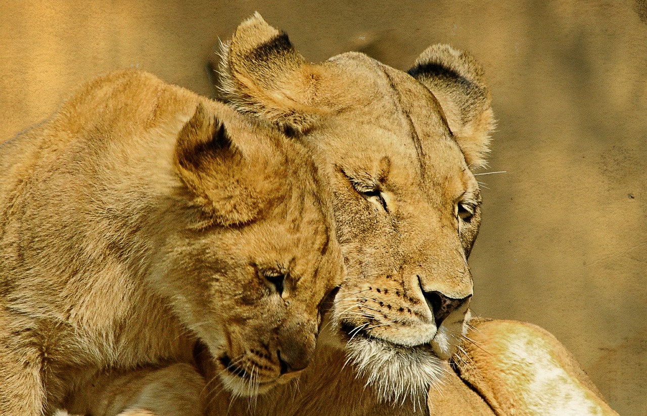 lions animal mammal free photo