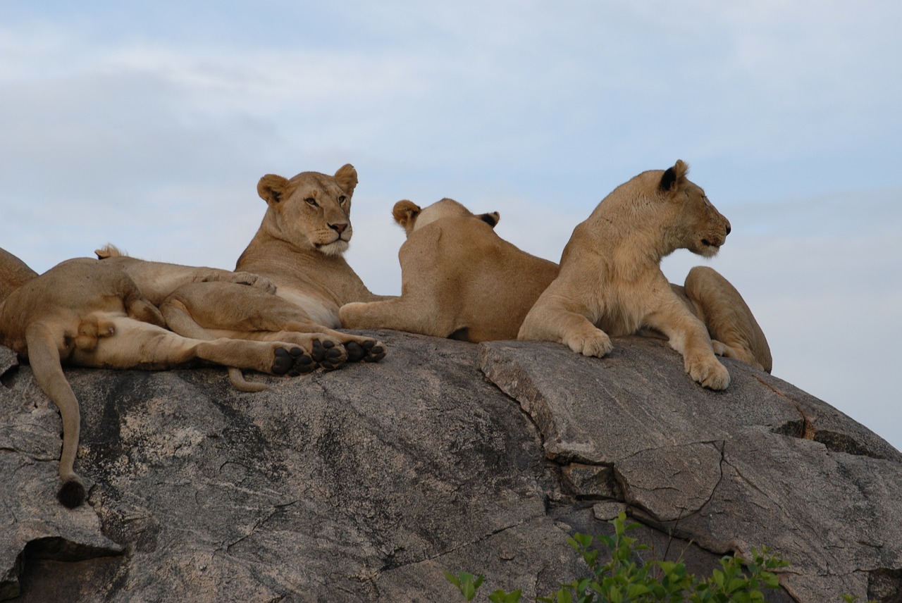 lions serengeti tanzania free photo