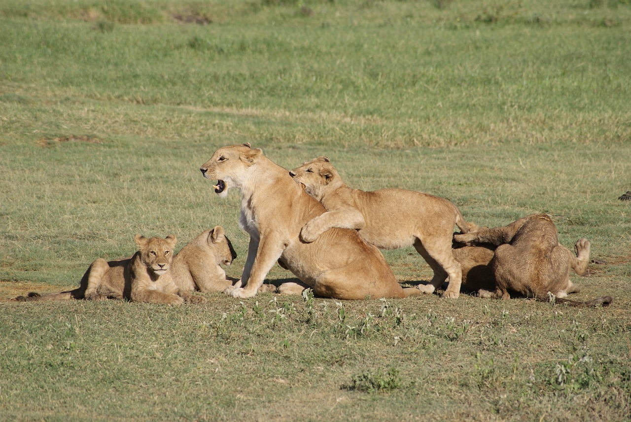 lions africa animals free photo