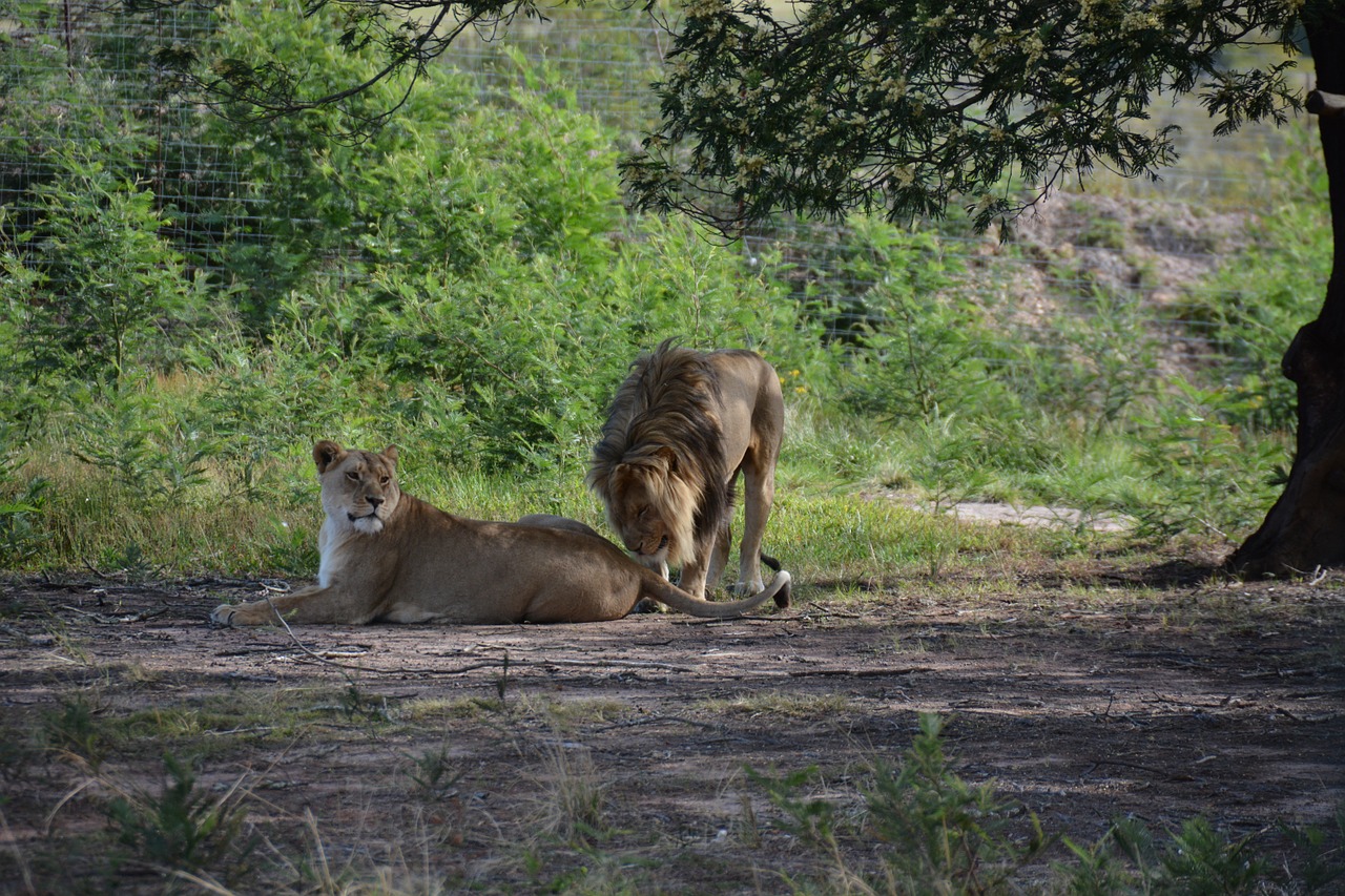 lions couple south africa national park free photo