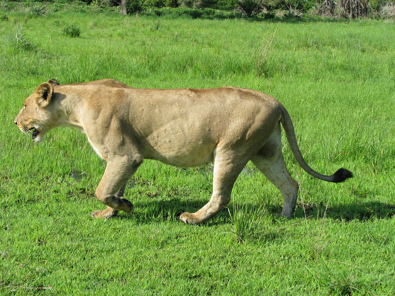 lions tanzania animal free photo