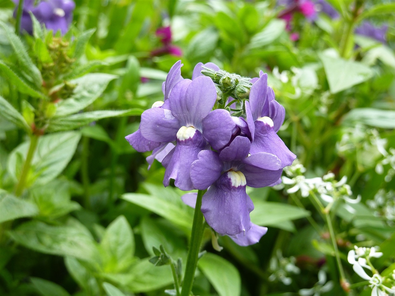 lip bloom purple garden plant free photo