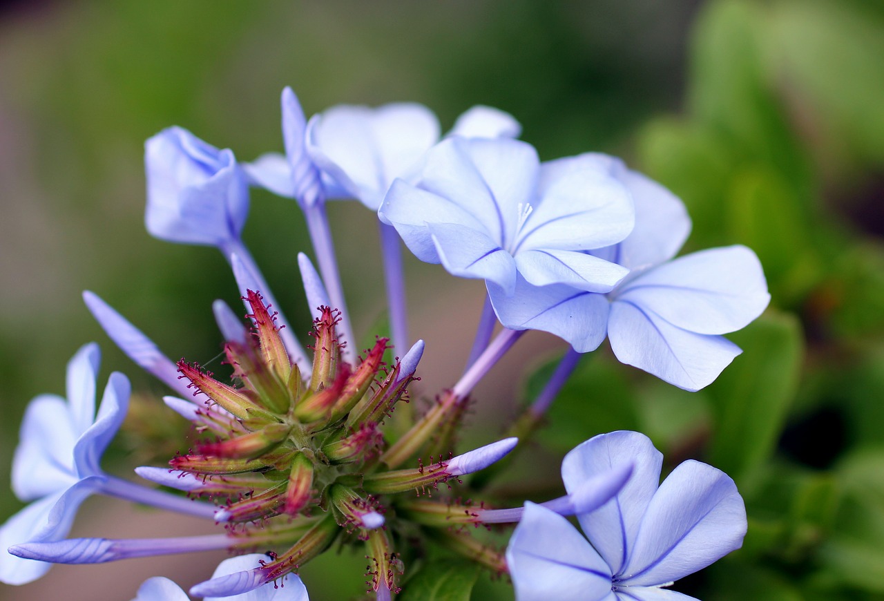 lipari blossom bloom free photo