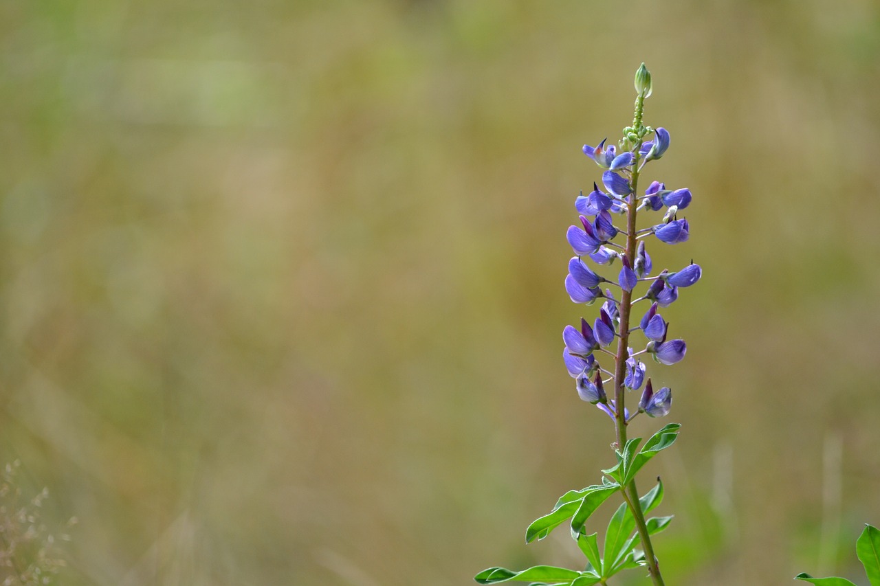 lipina field purple free photo